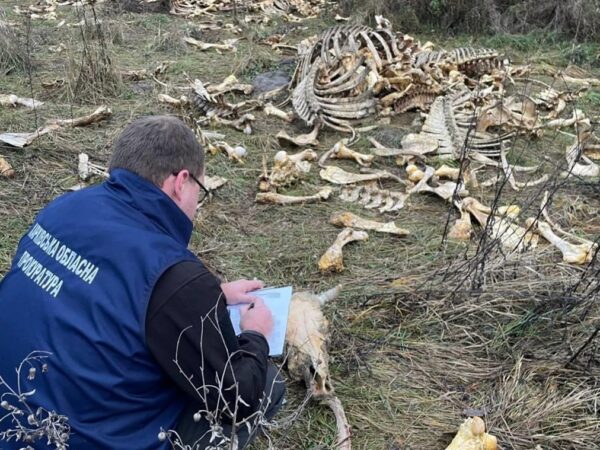 Новини України - Під Харковом виявлено масовий скид кісток великої рогатої худоби