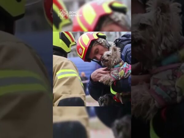 Рятувальники дістали з-під завалів 9-поверхівки у Дніпрі маленьку йоркшир тер'єр Мішель