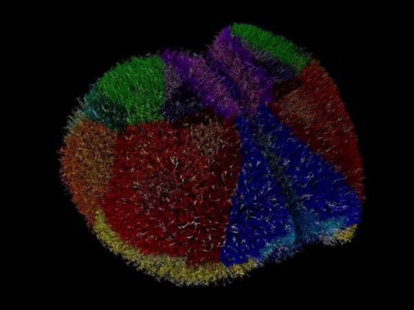 Технології - Суперкомп’ютер створив найреалістичніший віртуальний мозок у світі