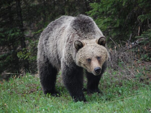 Новини світу - У Канаді ведмідь грізлі напав на школярів і вчителів: 11 постраждалих