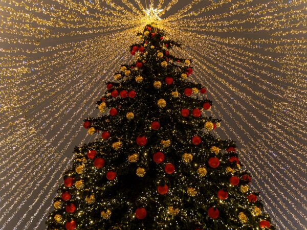 Новини Києва - У Києві почали встановлювати головну ялинку країни