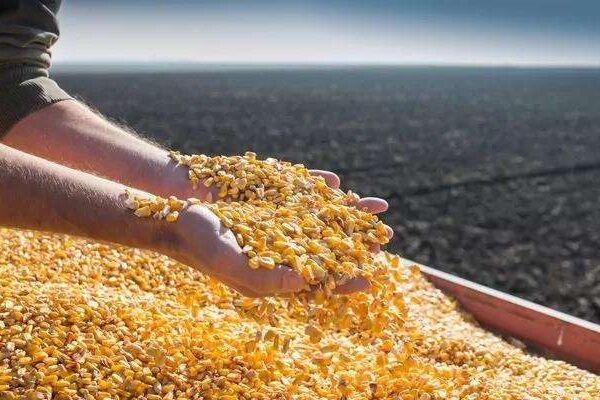 Новини бізнесу - Україна наростила експорт агропродукції