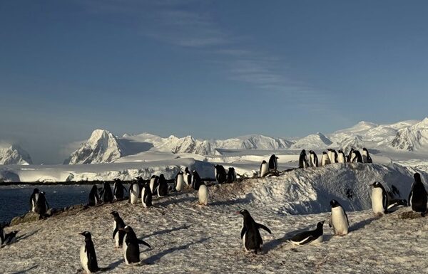Новини світу - Українські полярники зафільмували масове занурення пінгвінів у море