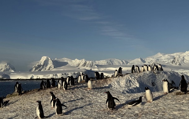 Новини світу - Українські полярники зафільмували масове занурення пінгвінів у море