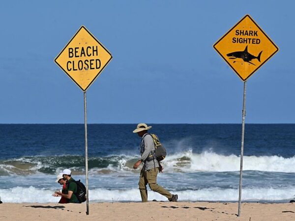 Новини світу - В Австралії акула напала на спортсменів, є жертви