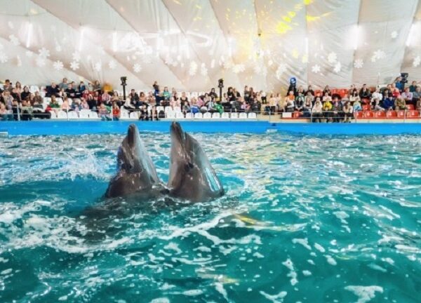 Новини України - В Одесі будівлю дельфінарію Немо арештували за борги