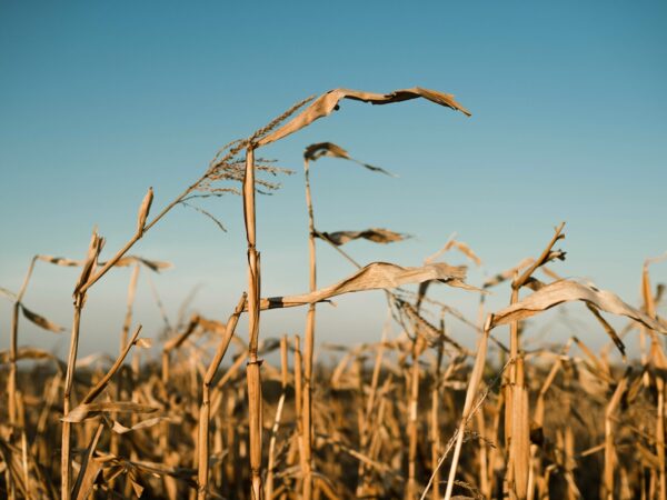 Новини бізнесу - В Україні намолотили 43,6 млн тонн зерна