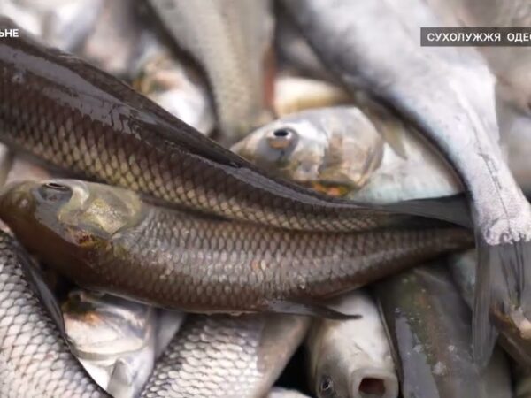 Короп, товстолоб та білий амур – на Одещині зарибили Дністровський лиман