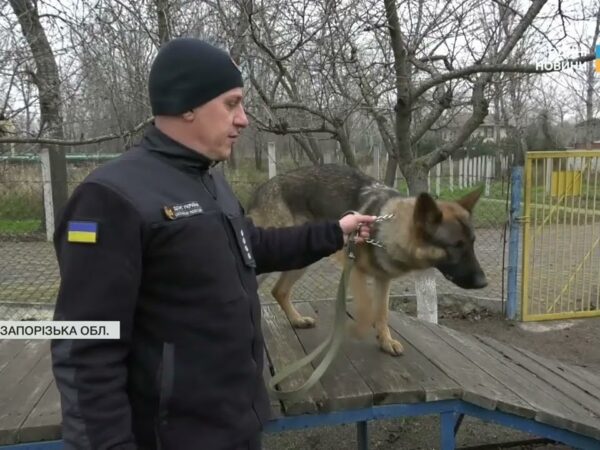 Нові чотирилапі герої: робота службових собак під час ліквідації наслідків атак