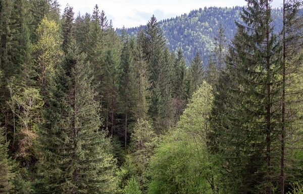 Новини України - До суду скерували справу щодо незаконної передачі землі у Мигово