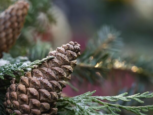 Новини культури - Гороскоп для всіх знаків зодіаку на 19 грудня 2025 року