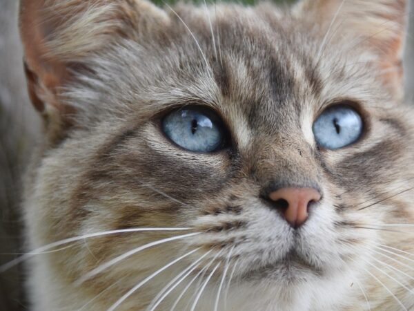 Новини культури - Гороскоп для всіх знаків зодіаку на перші вихідні грудня 2025 року