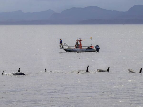 Технології - Косатки й дельфіни виявилися мисливським тандемом