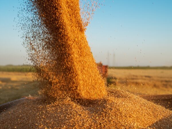 Новини бізнесу - Молдова скасує обмеження на імпорт зерна з України