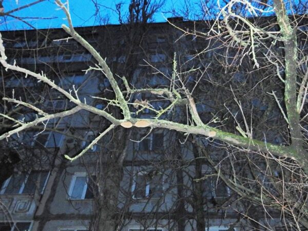 Новини України - Поліціянти розслідують загибель дівчини у заблокованій квартирі Миколаєва