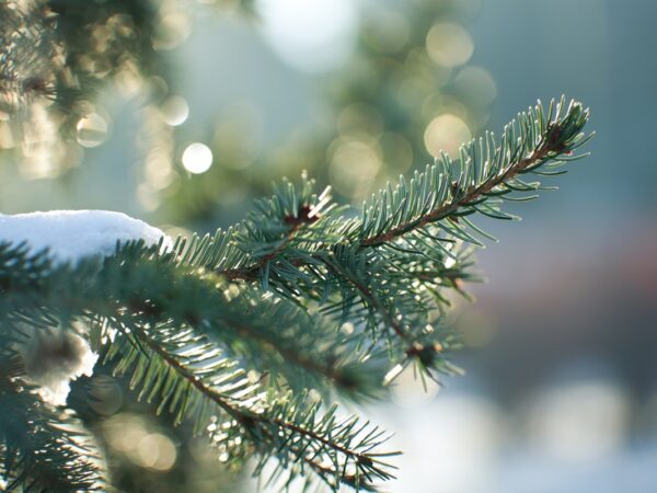 Новини України - Синоптики розповіли про погоду у новорічну ніч в Україні