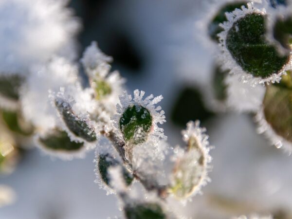 Новини України - Синоптики розповіли, якою буде погода на Різдво