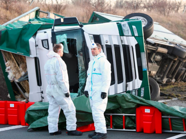 Новини світу - Тисячі курей розбіглися з місця масштабної ДТП у Німеччині