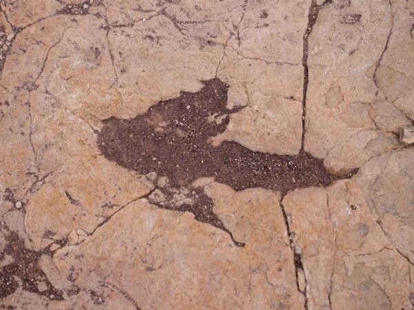 Технології - У Болівії знайшли понад 16 тисяч відбитків динозаврів