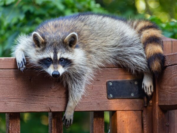 Новини культури - У США п'яний єнот влаштував погром в алкомаркеті