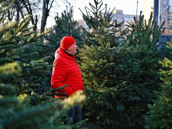 Новини України - В України утричі збільшили штраф за вирубку хвойних
