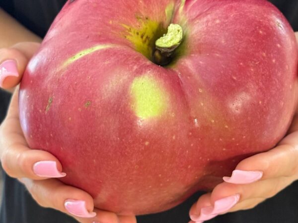 Новини України - В Україні виростили яблуко-гігант