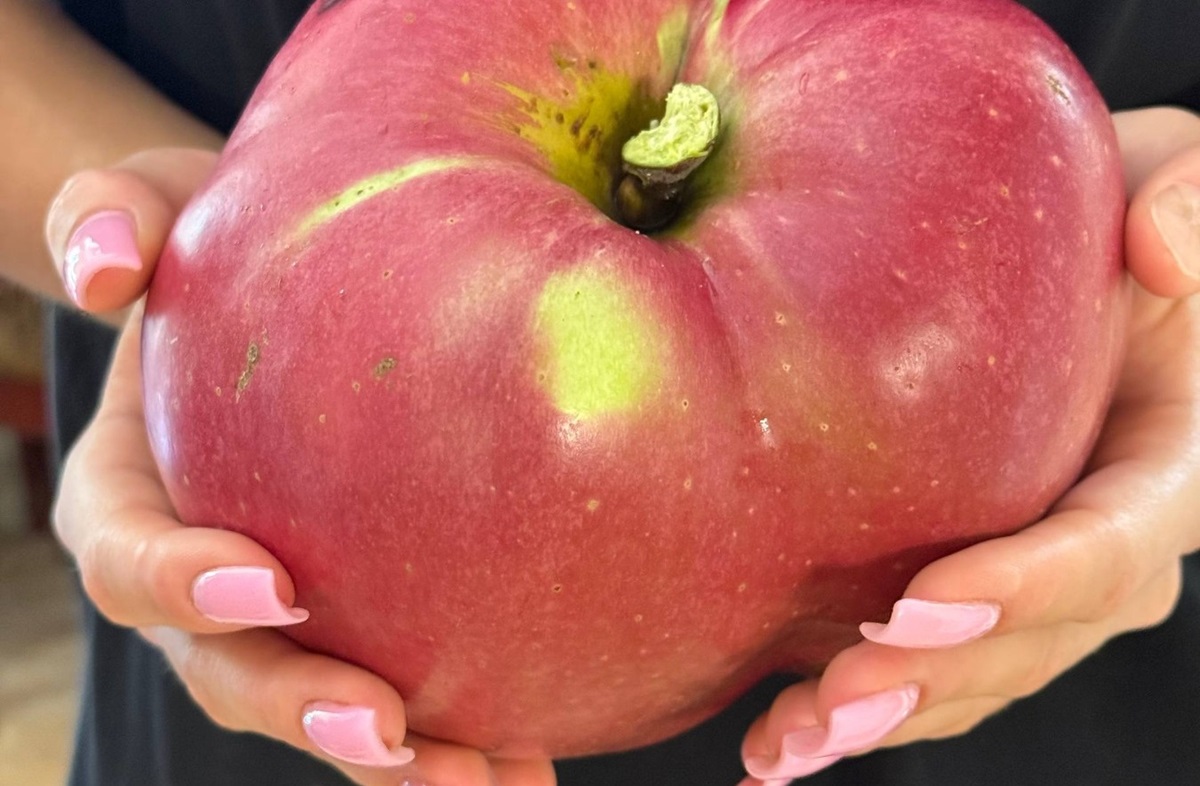 Новини України - В Україні виростили яблуко-гігант
