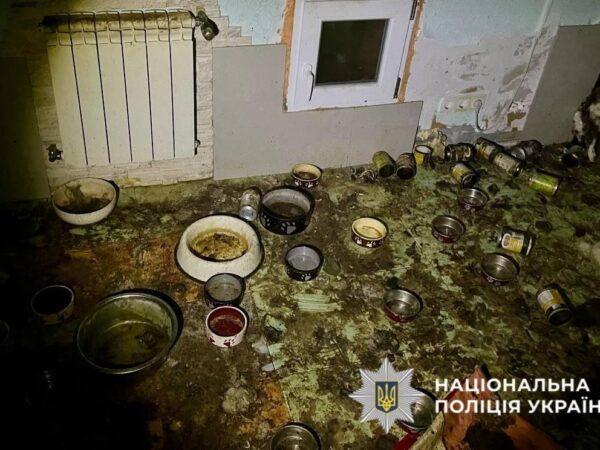 Новини України - Загибель понад 50 котів на Київщині: стали відомі нові деталі