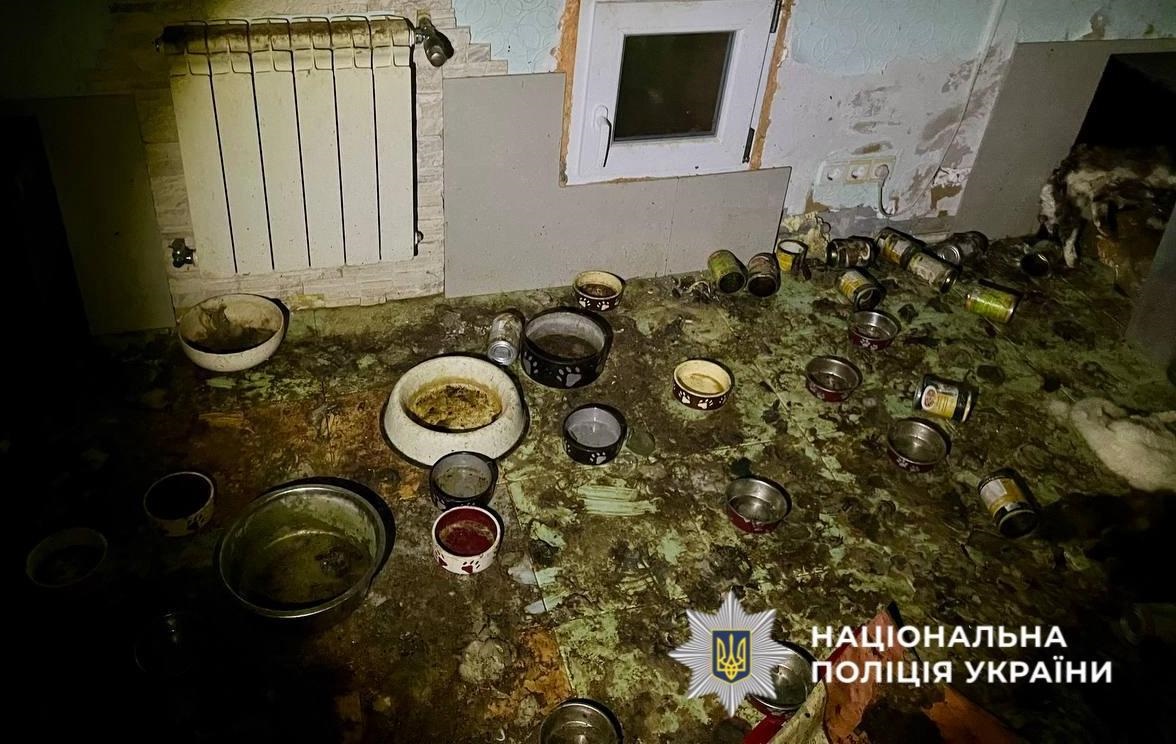 Новини України - Загибель понад 50 котів на Київщині: стали відомі нові деталі