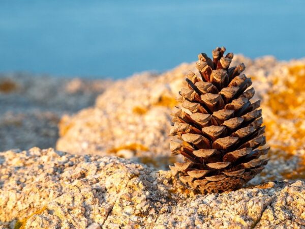 Новини культури - Гороскоп для всіх знаків зодіаку на 13 січня 2026 року