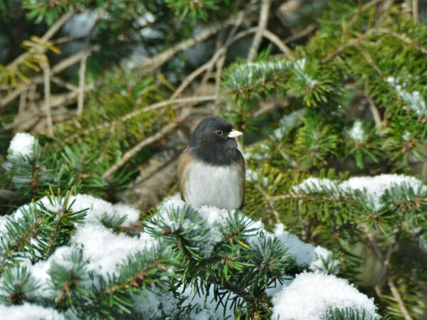 Новини культури - Гороскоп для всіх знаків зодіаку на 6 січня 2026 року