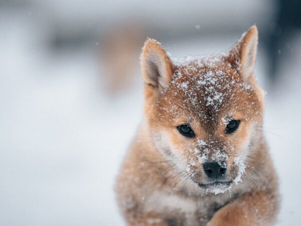Новини культури - Гороскоп для всіх знаків зодіаку на 7 січня 2026 року