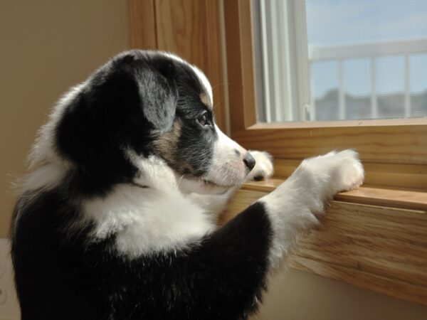 Новини України - На Хмельниччині чоловік викинув собаку з сьомого поверху
