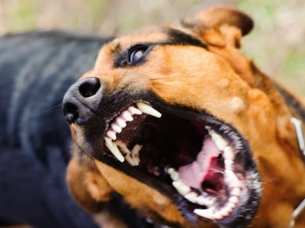 Новини України - На Закарпатті собаки покусали дітей, що попросилися в туалет при дорозі