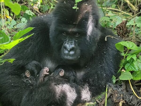 Новини світу - У парку Вірунга в Конго народилися рідкісні близнюки гірської горили