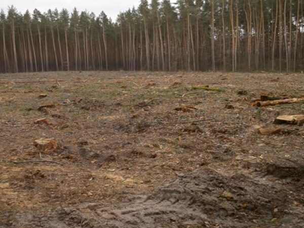 Новини України - Збитки на 546 млн грн: ДБР викрило за рік сотні злочинів в лісовій галузі